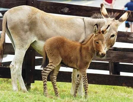 Üstü eşek altı zebra