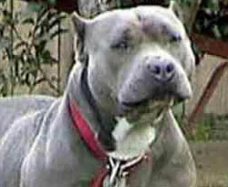 3 kişiye saldıran pitbull yakalandı