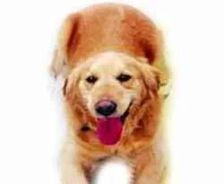 Akıllı köpek kokaini içeri sokmadı