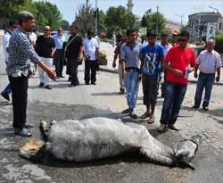 Atını yerde gördü bayıldı