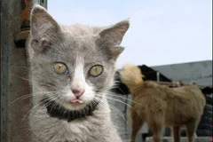Bu kedi dört kulaklı!