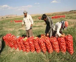 Çiftçi soğanda umduğunu bulamadı
