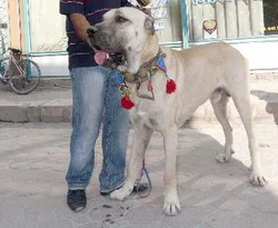 Çoban köpekleri podyumda