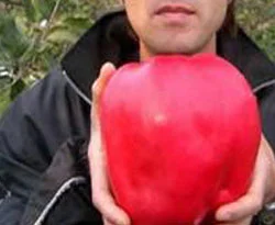Dev elmalar şaşırttı