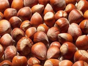 Fındık fiyatı serbest piyasada oluştu