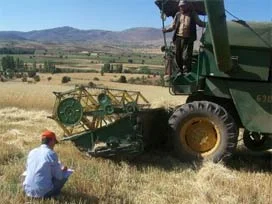 Karaman'da 3 bin ton dene kaybı var