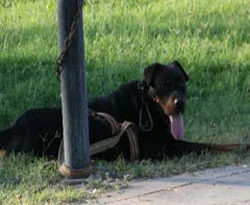 Köpek sahibinin kolunu parçaladı