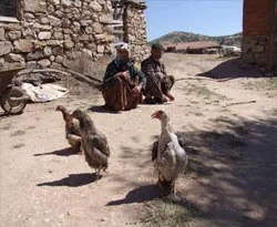 Penguen tavuklar