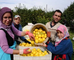 Silifke'de limon hasadı başladı