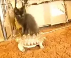 Vosvos'la tur atan kedi...
