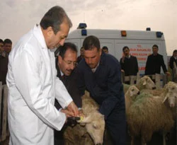 Bakan'dan koyun ve keçilere küpe