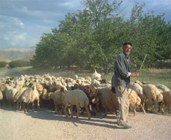 Bin 300 lira maaşa çoban aranıyor
