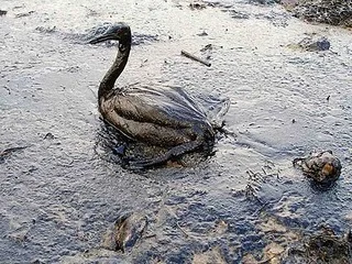 Çevre düşmanlığının faturası kesildi