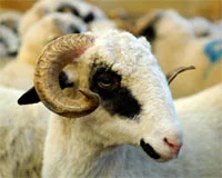 Et ithalatında vergiler düşürüldü