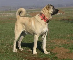 Kangal Köpeği'nin ırkı tehlike altında