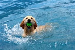Kedi ve köpeklere 5 yıldızlı otel