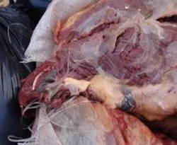 Keşan'da 150 kilogram at eti ele geçirildi