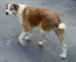 Köpek yüzünden 1 kişi öldü