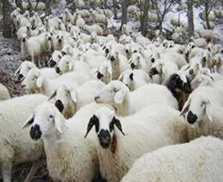 Küpesiz küçükbaş hayvana nakil yasağı