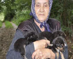 Nehre fırlatılan köpekler