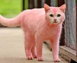 Pembe kedinin sırrı çözülemiyor