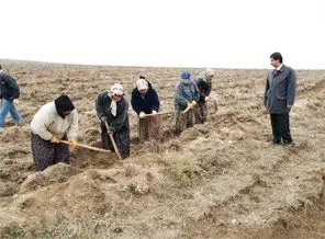 260 kişilik geçici işçi kadrosuna 75 kişi başvurdu