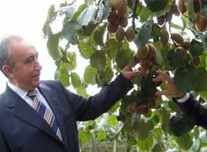 Bu bahçede yılda 60 ton kivi üretiliyor