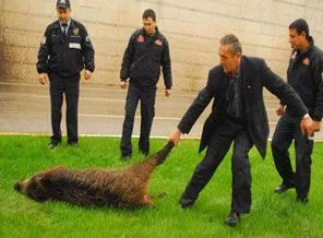 Denizli'yi birbirine katan domuz operasyonu