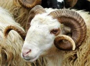 En ucuz kurbanlık Trakya'da