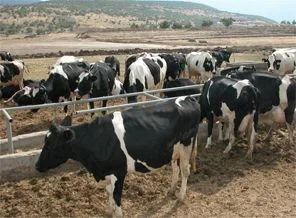 Hayvancılık sektörüne devlet desteği artacak