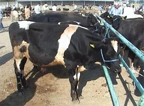 İç Anadolu en büyük hayvan pazarı açıldı