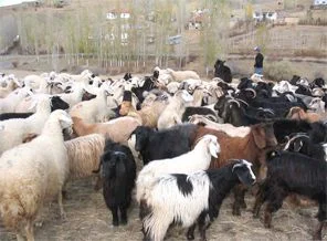Kurban fiyatları düşebilir