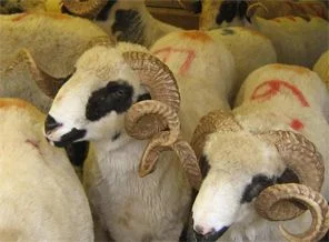 Kurbanlıkların İstanbul'a giriş tarihi ve tedbirler