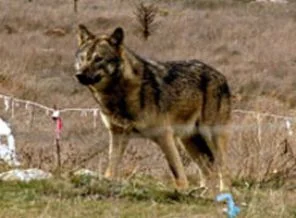 Rusya'da aç kurtlar otobana indi