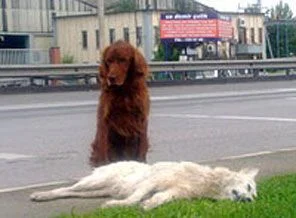 Vefalı Köpek sahibine kavuştu