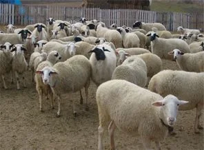 279 koyun çaldılar