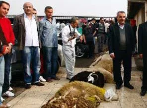 Aleviler cemevlerinde kurban kesti!