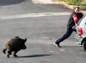 Bodrum'da domuz paniği