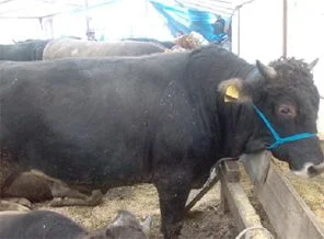 Çalıntı 308 kurbanlığa el konuldu