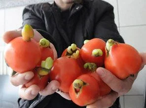 Domatesten hormon fışkırdı!