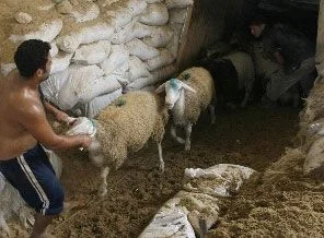 Gazzeli'ler kurbanlıkları tünelden getiriyor
