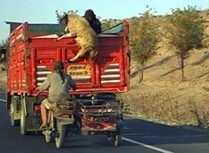 Giden kamyondan, kurbanlık çaldılar