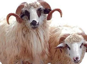 İthal kurbanlıklar elde kaldı