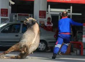Kaçan kurbanlık 5 saattir yakalanamadı