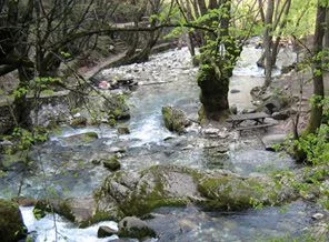 Kaz Dağları'nda 2 işçi ölü bulundu