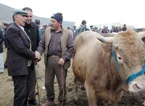 Kurbana 3,5 milyar lira harcanacak