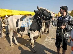 'Kurbanların Kralı', 12 bin liraya satıldı