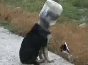 Köpeğe plastik kavanoz işkencesi