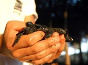 Kuşadası'nda Caretta Ceratta bulundu