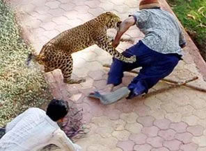 Leopar köyü bastı